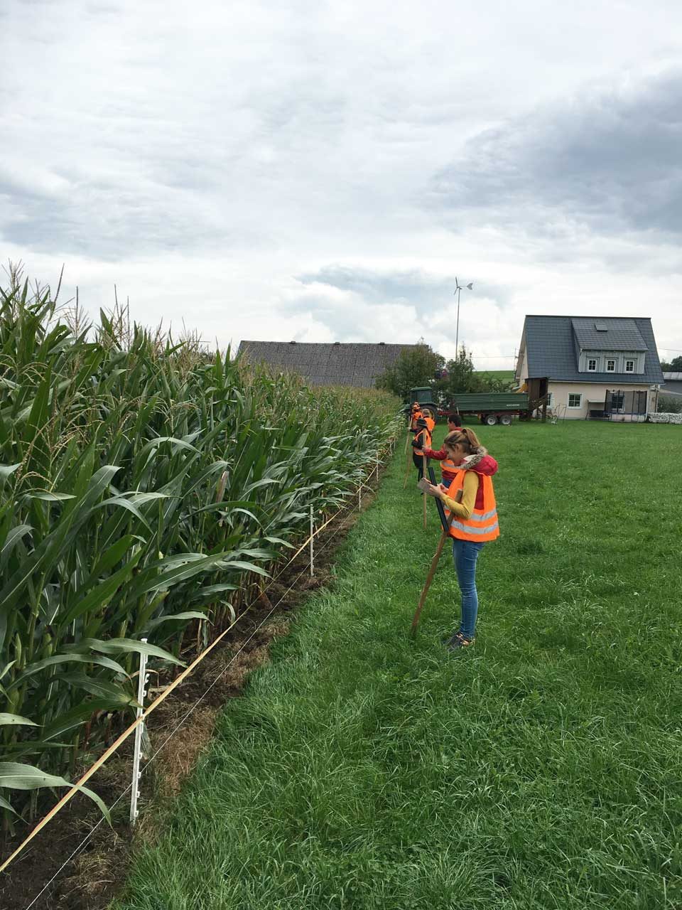 Treibjagd auf Wildschweine