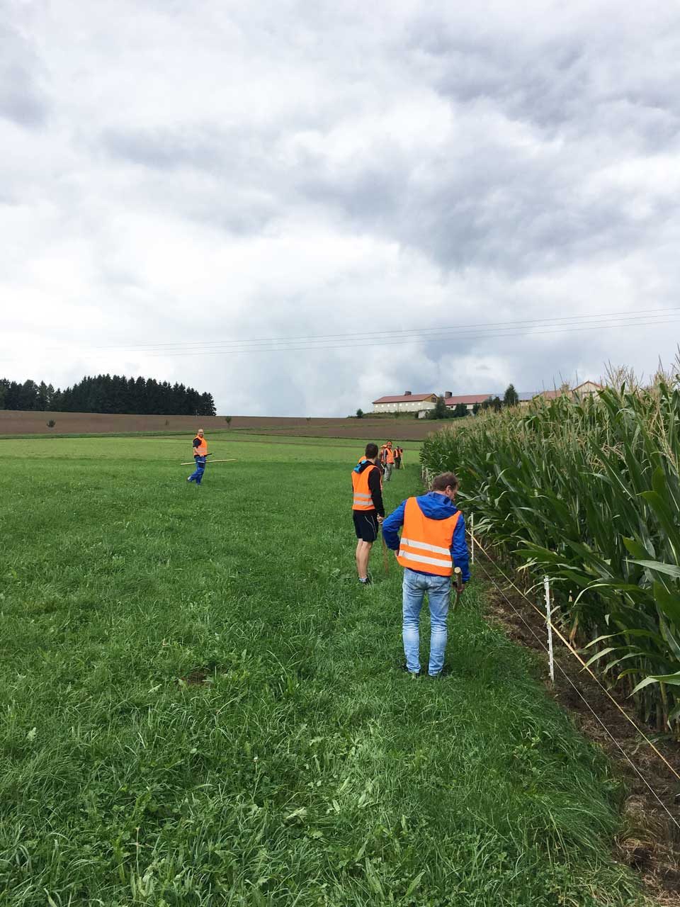 Treibjagd auf Wildschweine