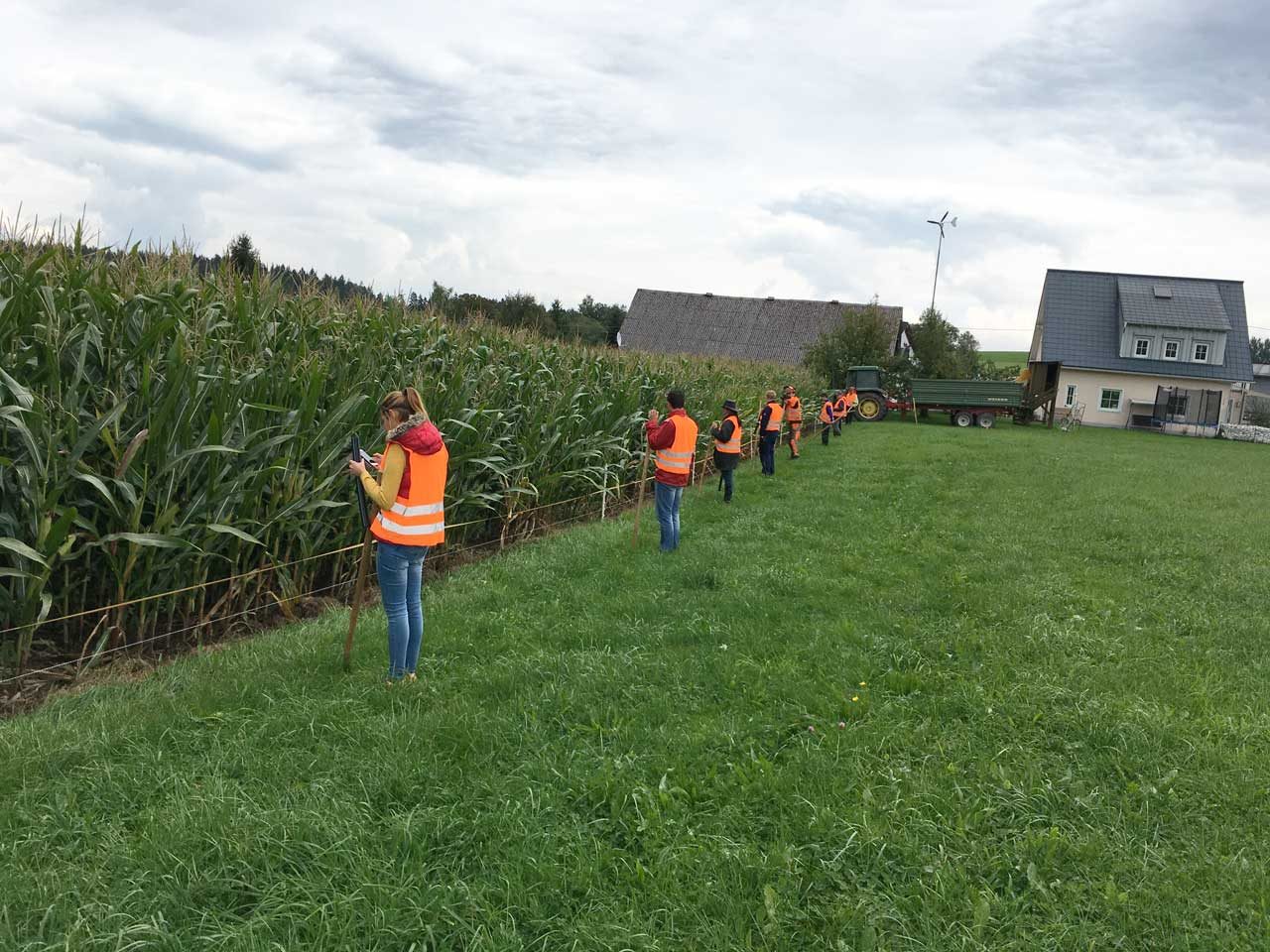 Treibjagd auf Wildschweine