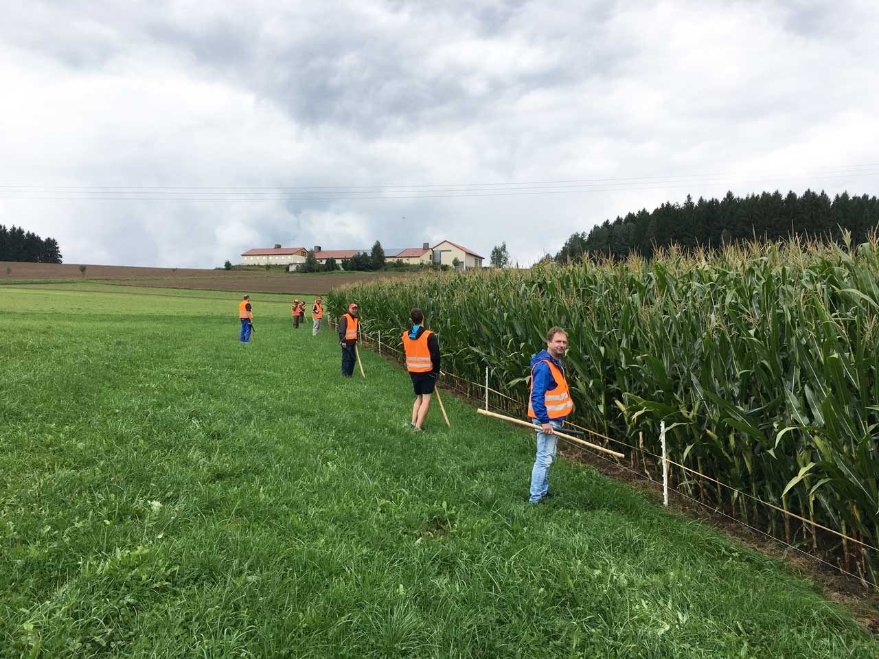 Treibjagd auf Wildschweine