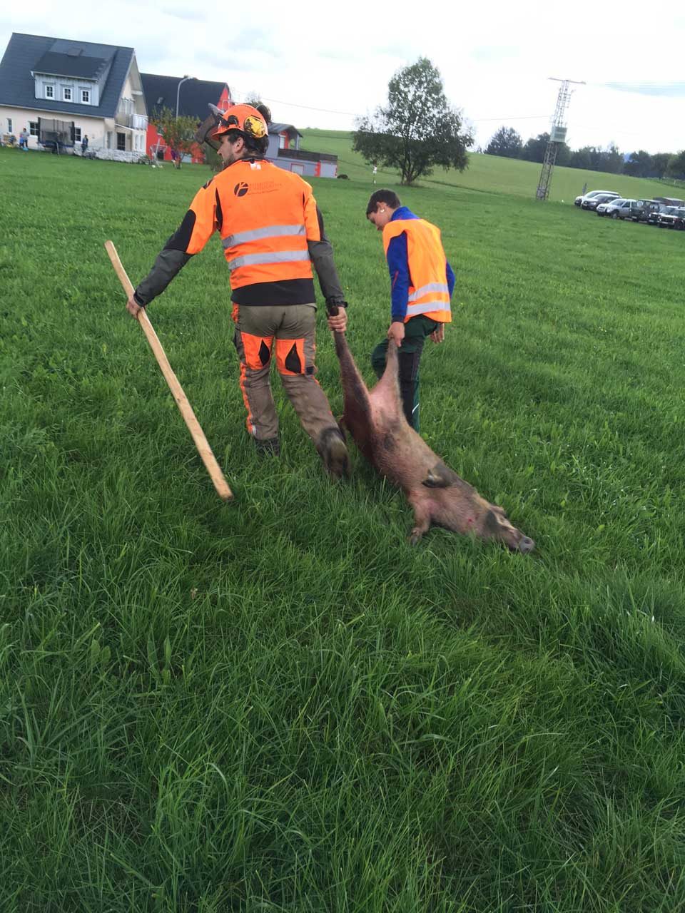 Treibjagd auf Wildschweine