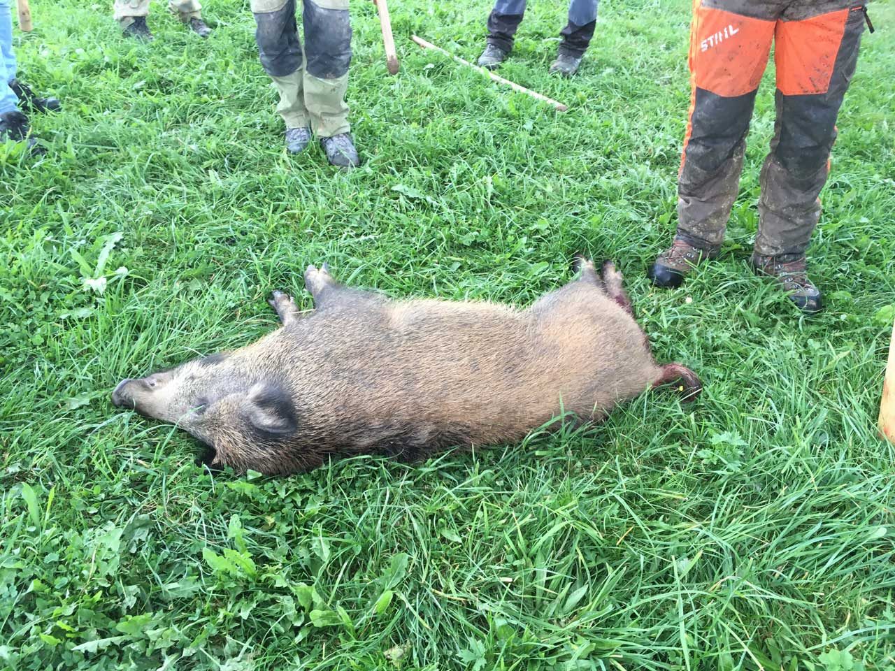 Treibjagd auf Wildschweine