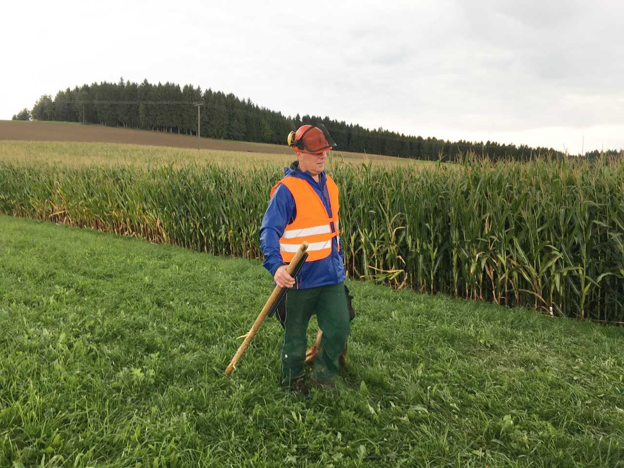 Treibjagd auf Wildschweine