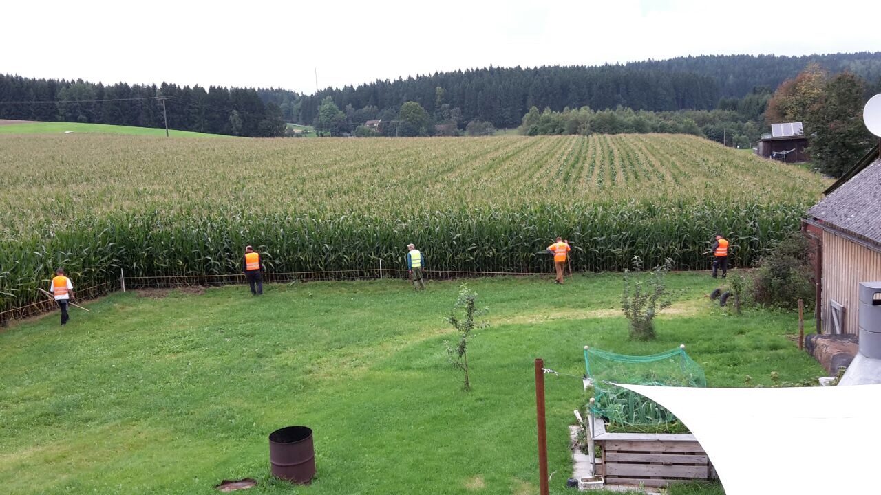 Treibjagd auf Wildschweine