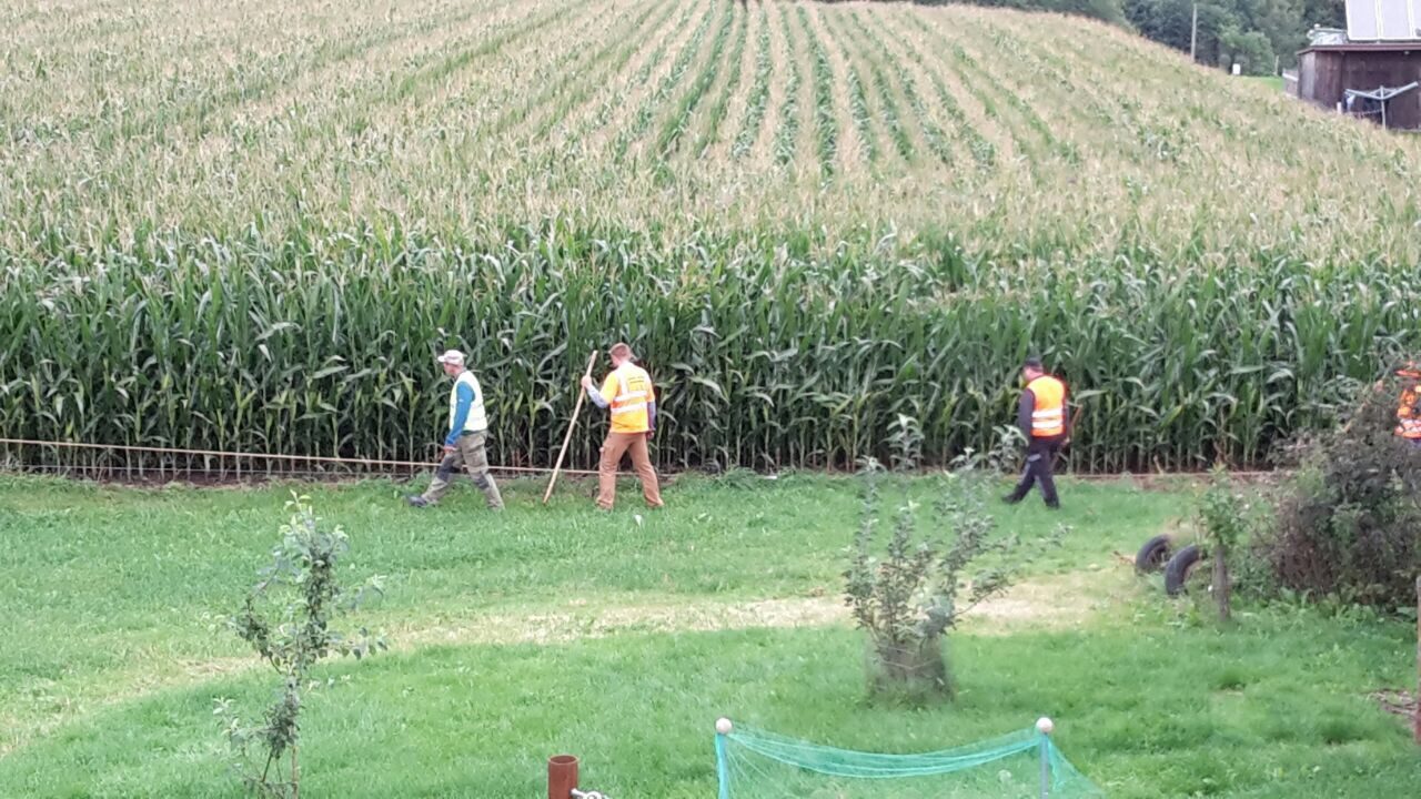 Treibjagd auf Wildschweine